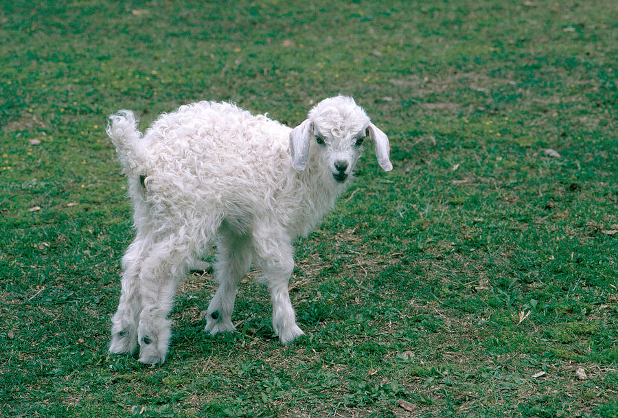 angora goat kids
