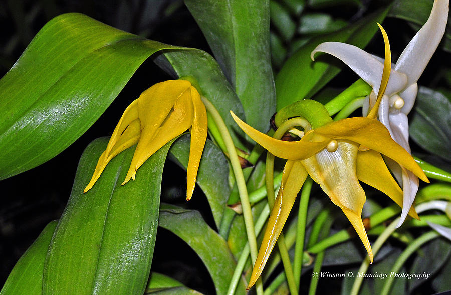 Angraecum Sesquipedale Orchid Photograph by Winston D Munnings