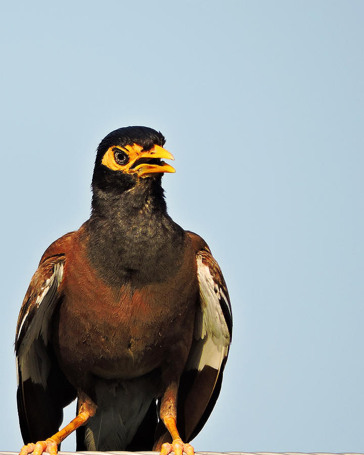 Angry Bird 1 Photograph by Ayan Mukherjee