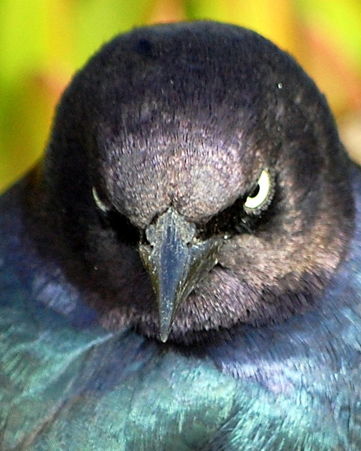 Bird Photograph - Angry Bird by AJ  Schibig