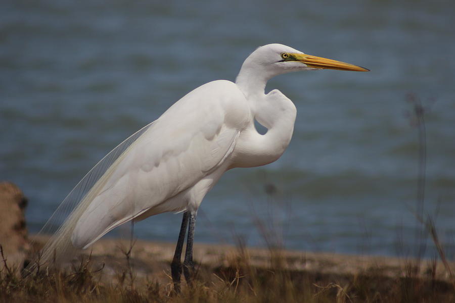 Angry Bird Photograph by Catherine Modlin - Fine Art America