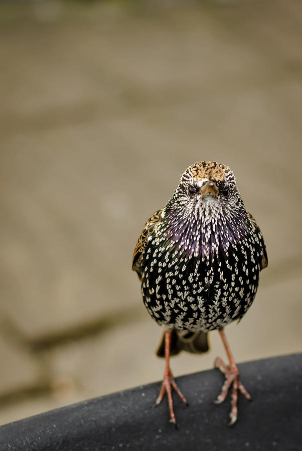 Starlings Photograph - Angry Bird by Heather Applegate