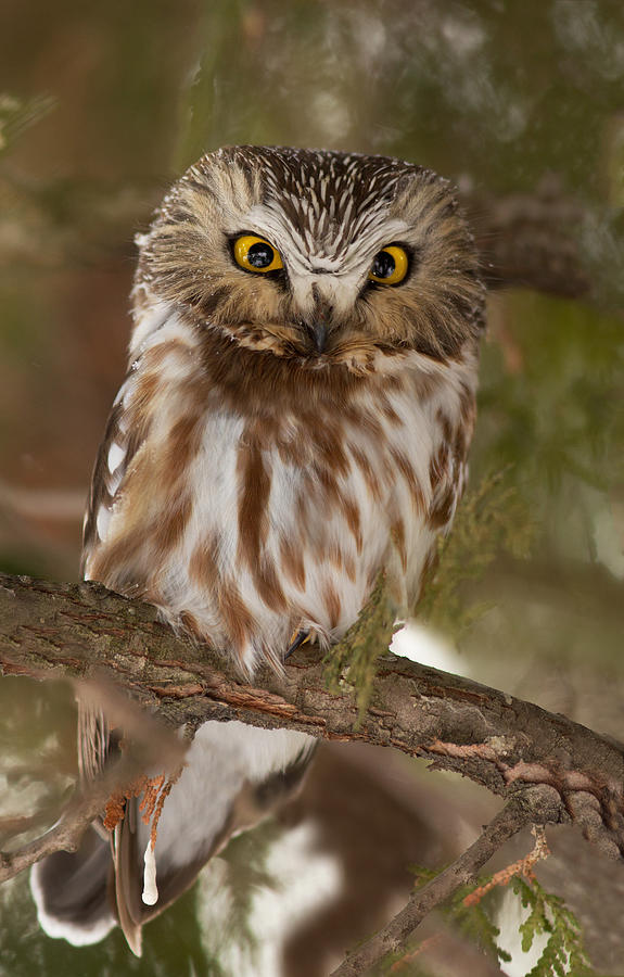 Angry bird Photograph by Mircea Costina Photography