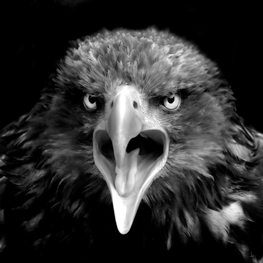 Wildlife Photograph - Angry Bird by Jacky Gerritsen