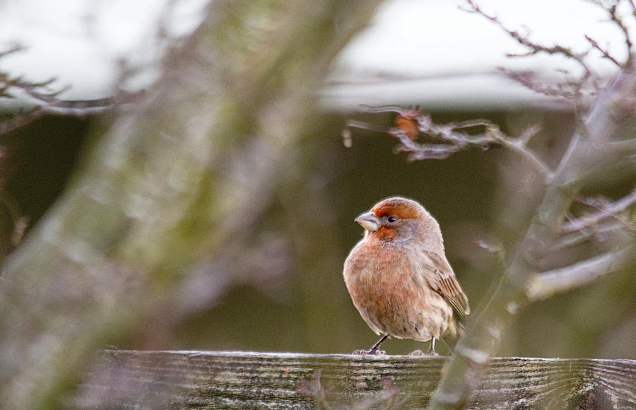 Winter Photograph - Angry Bird by Rebecca Cozart