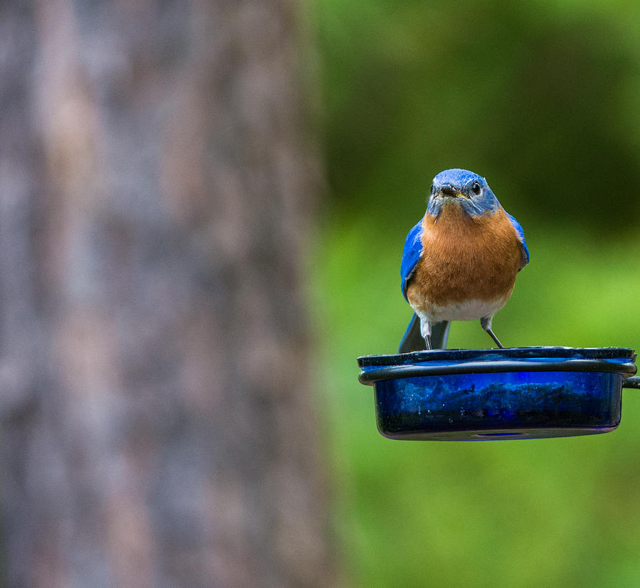 Angry Bluebird Photograph by David Kay