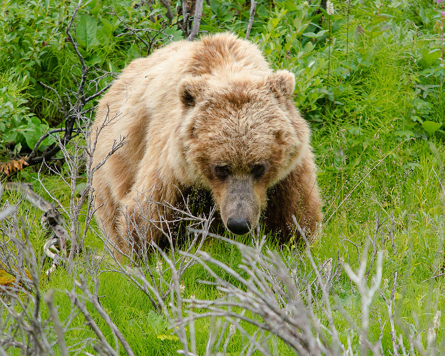 Alaska Brown Bear Photograph by Mark Little