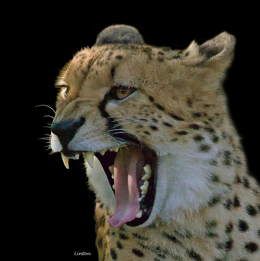 Angry Cheetah Photograph by Larry Linton
