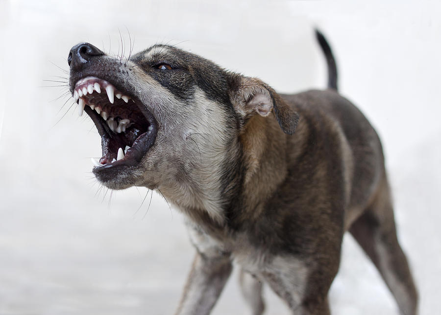 Angry dog Photograph by AaronLam