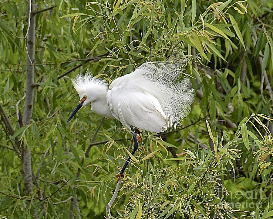 Angry Egret Photograph by Carol  Bradley