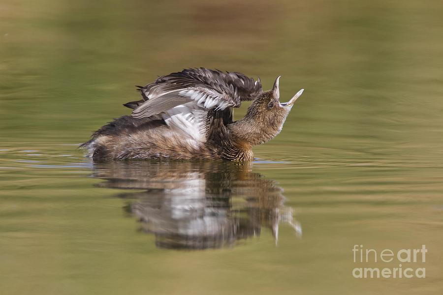 Nature Photograph - Angry Grebe by Bryan Keil