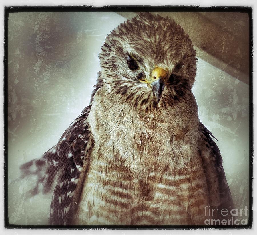 Angry Hawk Photograph