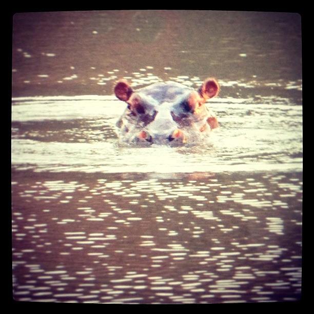 Shamwari Photograph - Angry Hippo On Our Walk This Morning by Becky Howlett