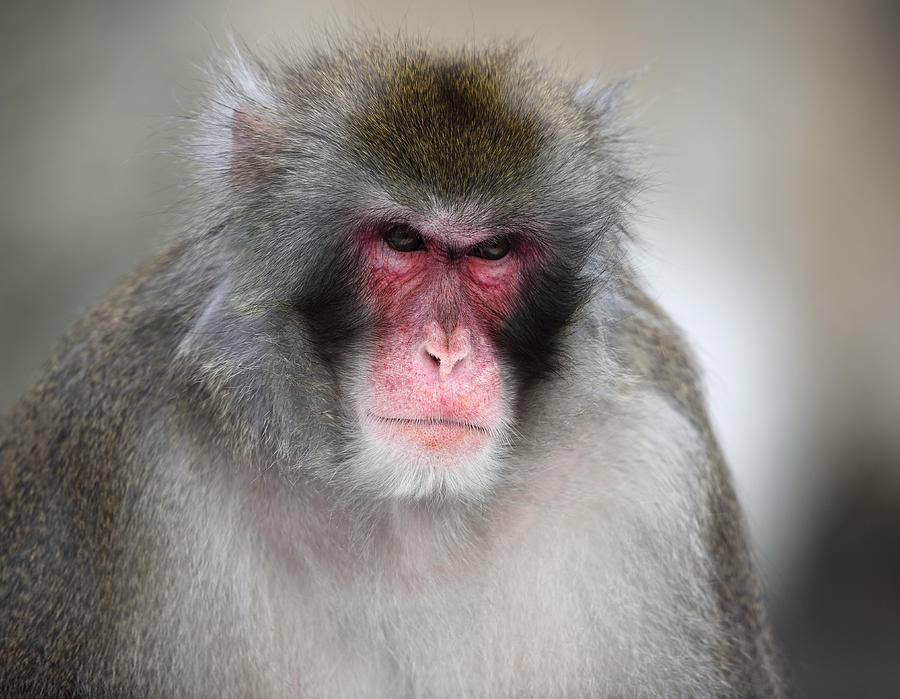 Angry Japanese Macaque Portrait Photograph by Alex Sukonkin