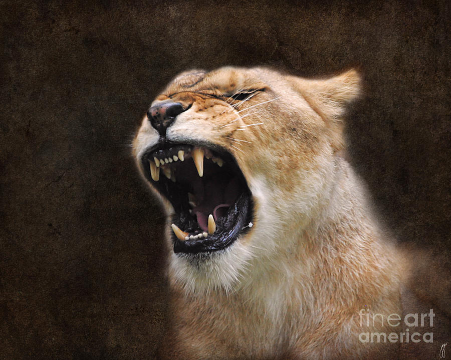 Angry Lioness Photograph by Jai Johnson