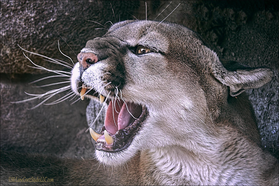 Animal Photograph - Angry Mountain Lion by LeeAnn McLaneGoetz McLaneGoetzStudioLLCcom