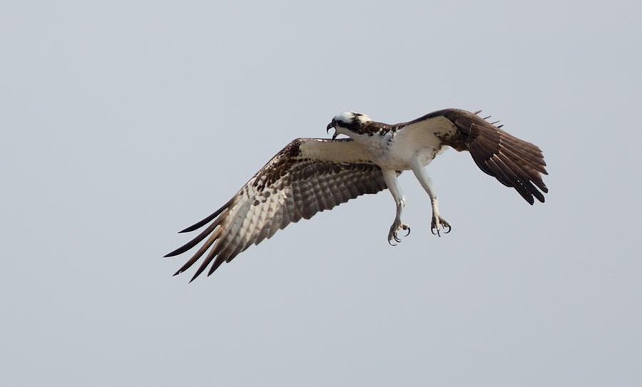 Angry Osprey Hovering Photograph by Jack Nevitt