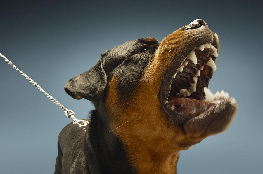 Angry Rottweiler Photograph by Moodboard