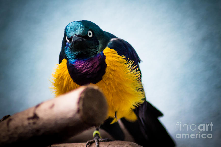 Angry Sunbird Photograph by David Rucker