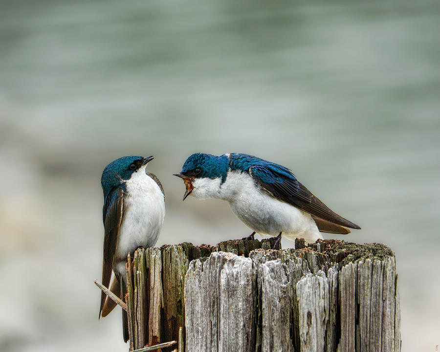 Angry Swallow Photograph by Jai Johnson