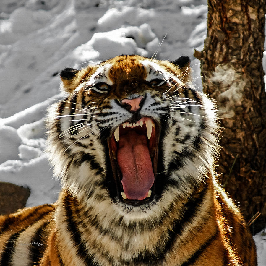 Angry Tiger Photograph by Ernest Echols