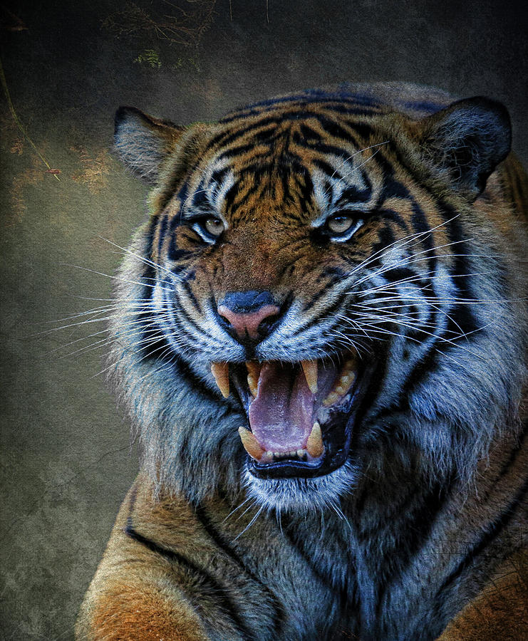 Angry Tiger Photograph by Steve McKinzie