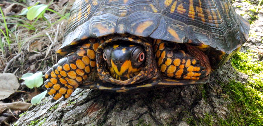 Angry Turtle Photograph By Jessica Beyenhof 