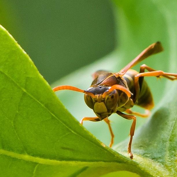 Angry Wasp :) Photograph by Addie Dordoma