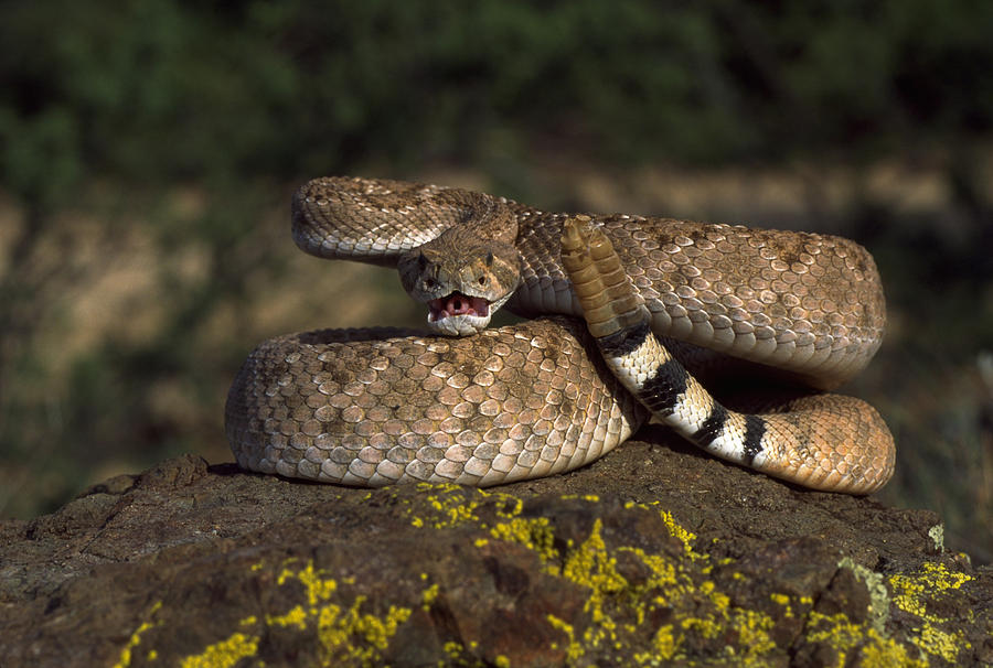 Angry Western Diamondback Rattlesnake Photograph by Craig K. Lorenz