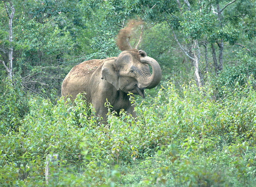 Angry Wild Indian Elephant Throwing Dirt Photograph by E. Hanumantha Rao