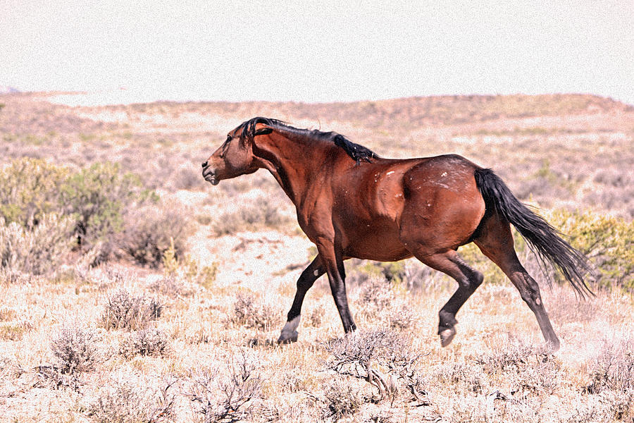 Angry Wild Mustang Mare Photograph by Layna Melvin - Fine Art America