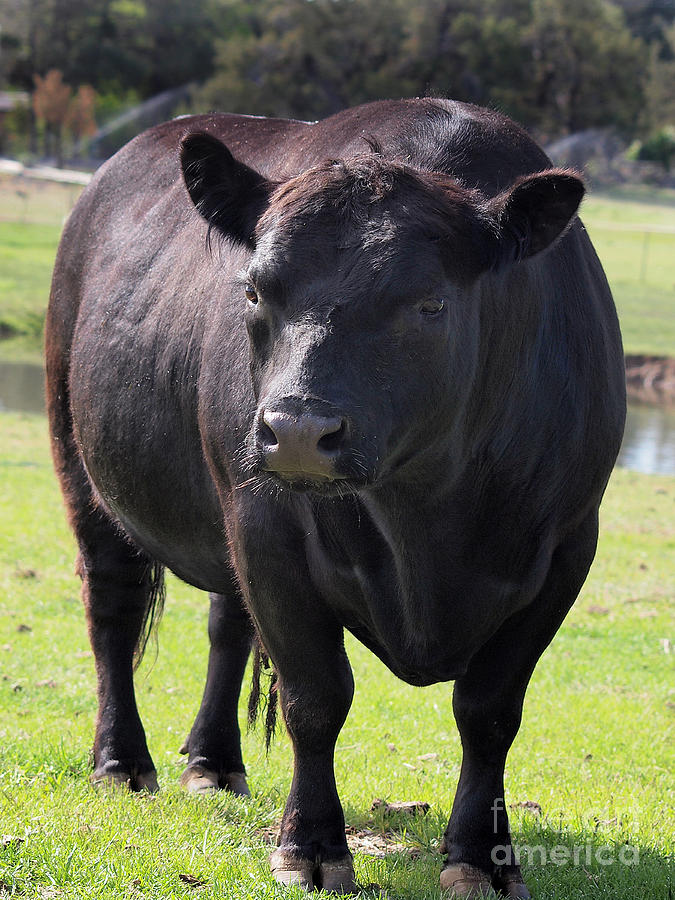 Angus Bull Photograph by Carolyn Waissman | Fine Art America