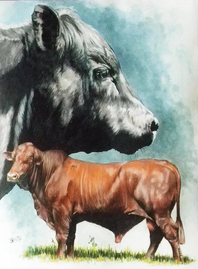 Angus Cattle Mixed Media by Barbara Keith