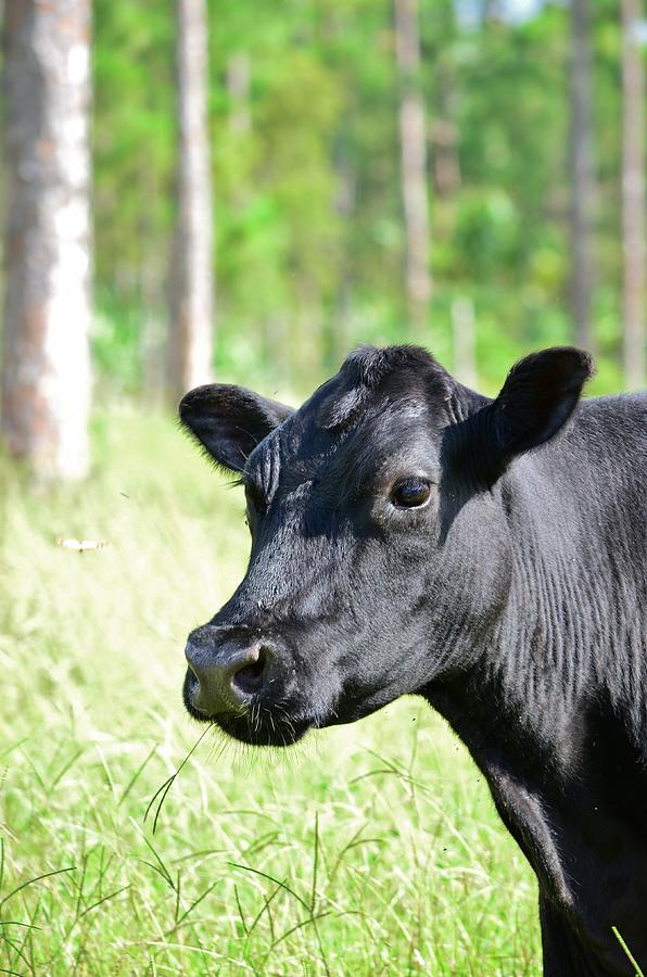 Angus Cow Photograph by Lynda Dawson-Youngclaus