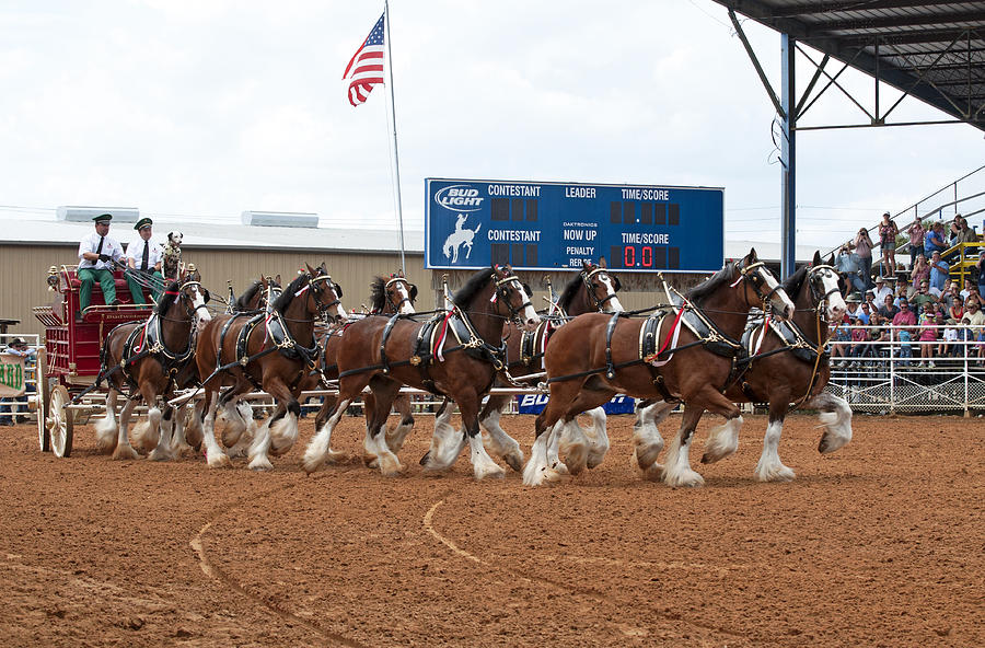 Anheuser Busch Clydesdales Pulling A Beer Wagon Usa Rodeo Photograph