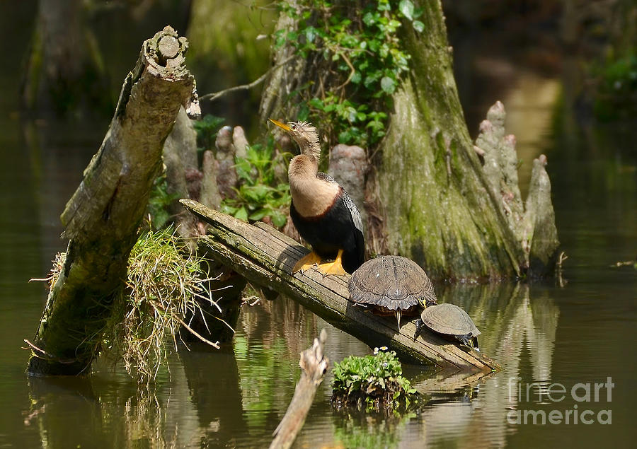 Anhinga And Turtles In The Swamp Photograph by Kathy Baccari
