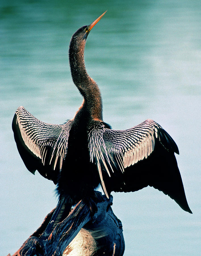 Everglades National Park Photograph - Anhinga Anhinga Anhinga Drying Feathers by Millard H. Sharp