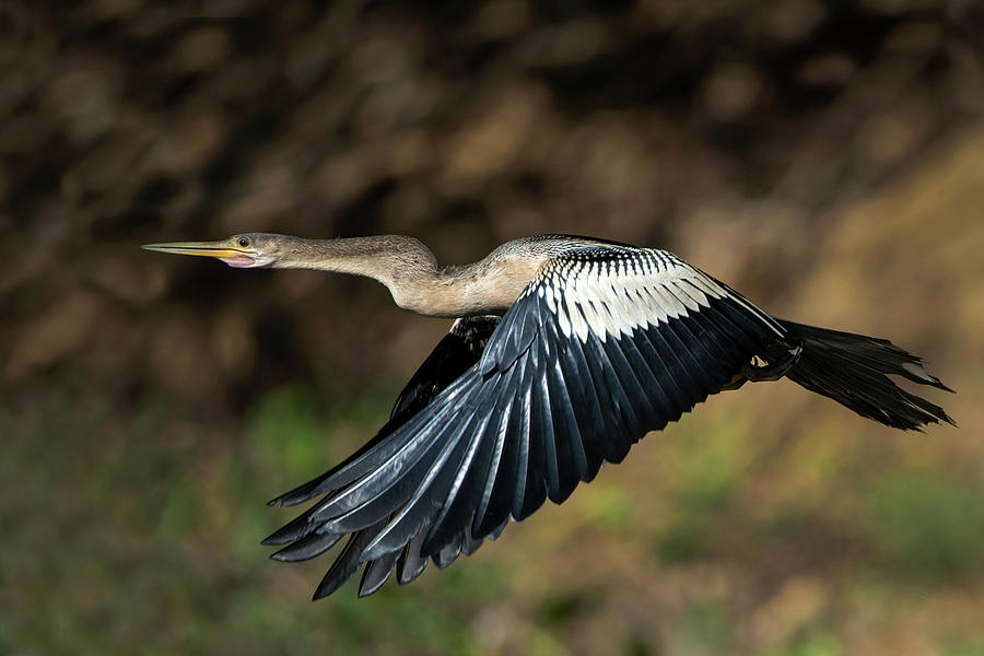 Anhinga Photograph - Anhinga Anhinga Anhinga Flying by Animal Images
