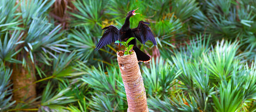 Anhinga Photograph - Anhinga Anhinga Anhinga On A Tree by Panoramic Images