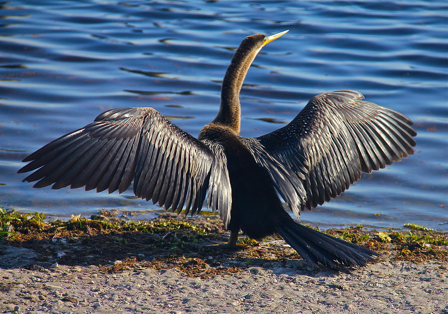 Anhinga Basking In The Sun Photograph by Denise Mazzocco