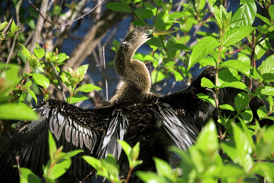 Wildlife Photograph - Anhinga by Bob Gibbons/science Photo Library