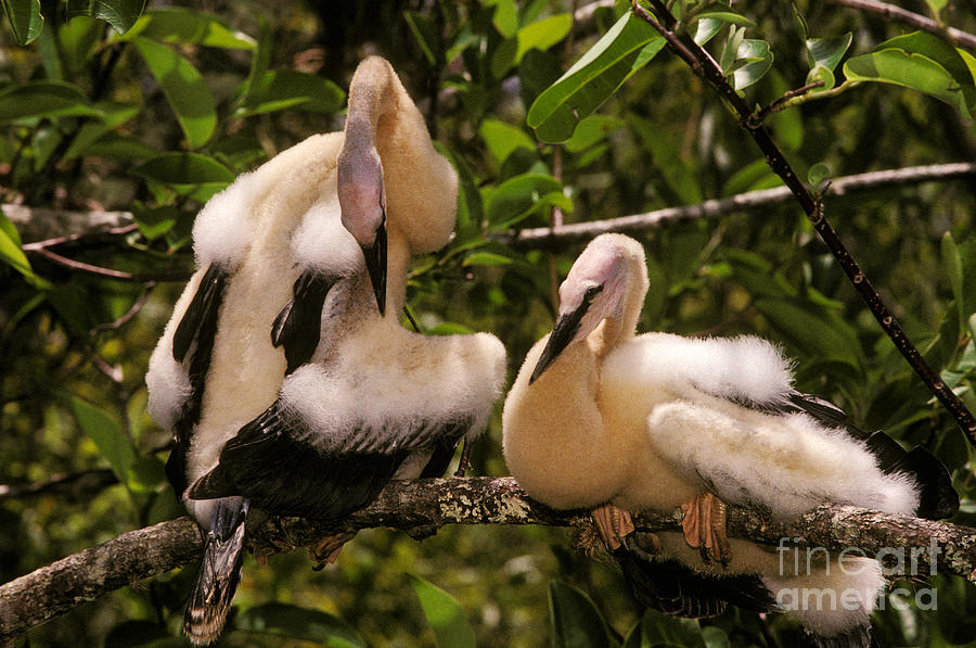 Everglades National Park Photograph - Anhinga Chicks by Ron Sanford