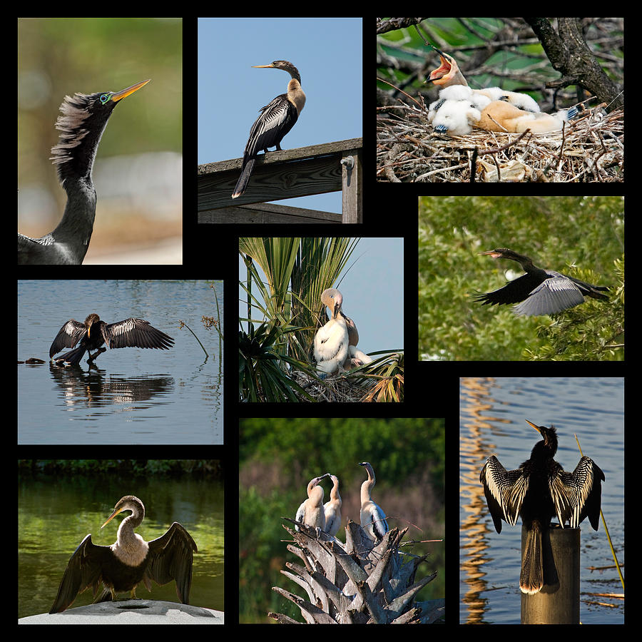 Anhinga Collage Photograph by Dawn Currie