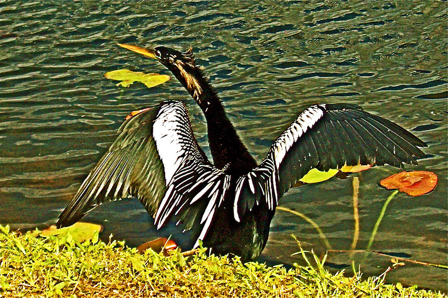 Anhinga Drying Its Wings in Everglades National Park-Florida Photograph by Ruth Hager