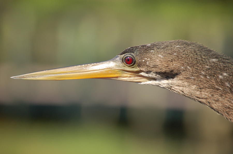 Anhinga Photograph - Anhinga Florida Water Bird  by Rebecca Brittain