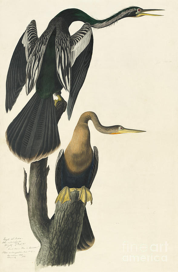 Anhinga Drawing by Celestial Images