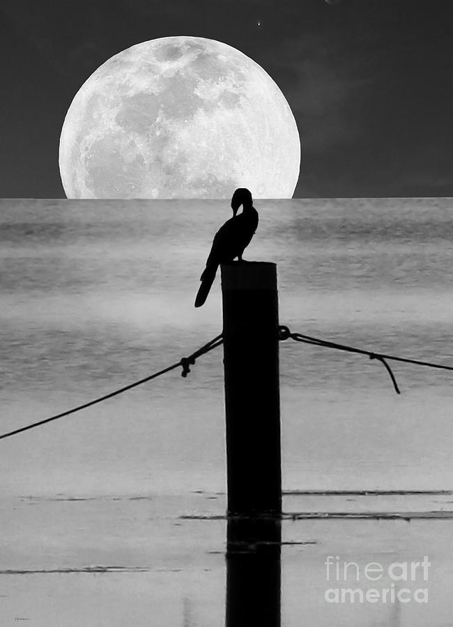 Anhinga Moon Photograph by Deborah Smith
