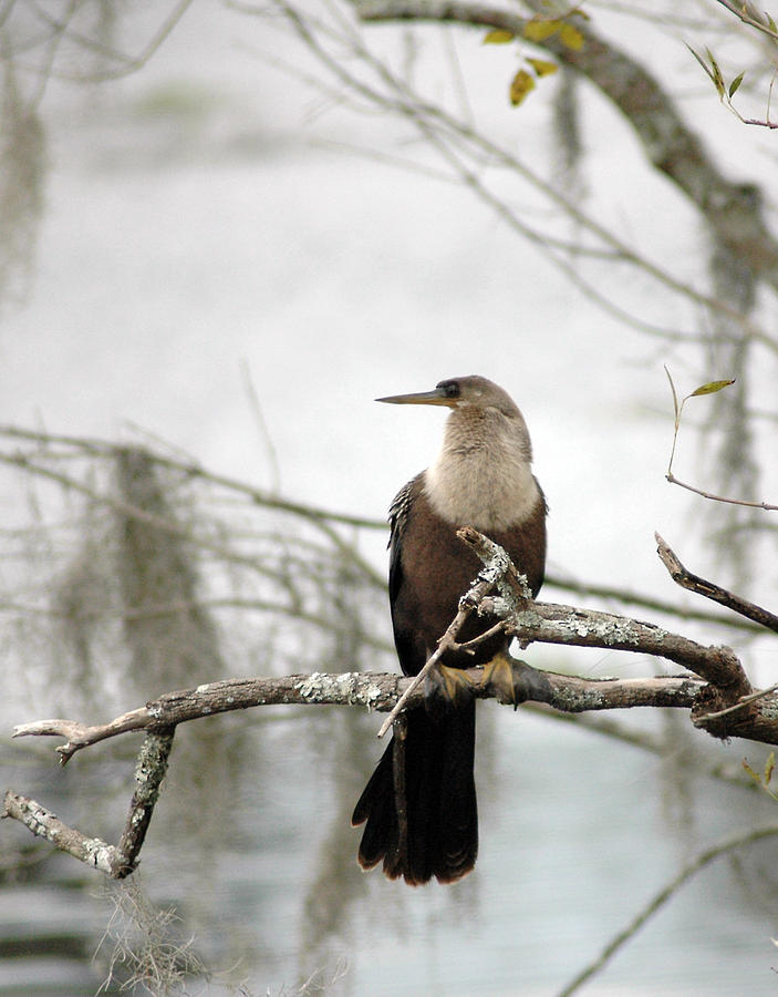 Anhinga Photograph - Anhinga on a Misty Morning by Norman Johnson Anhinga Photograph - Anhinga on a Misty Morning by Norman Johnson