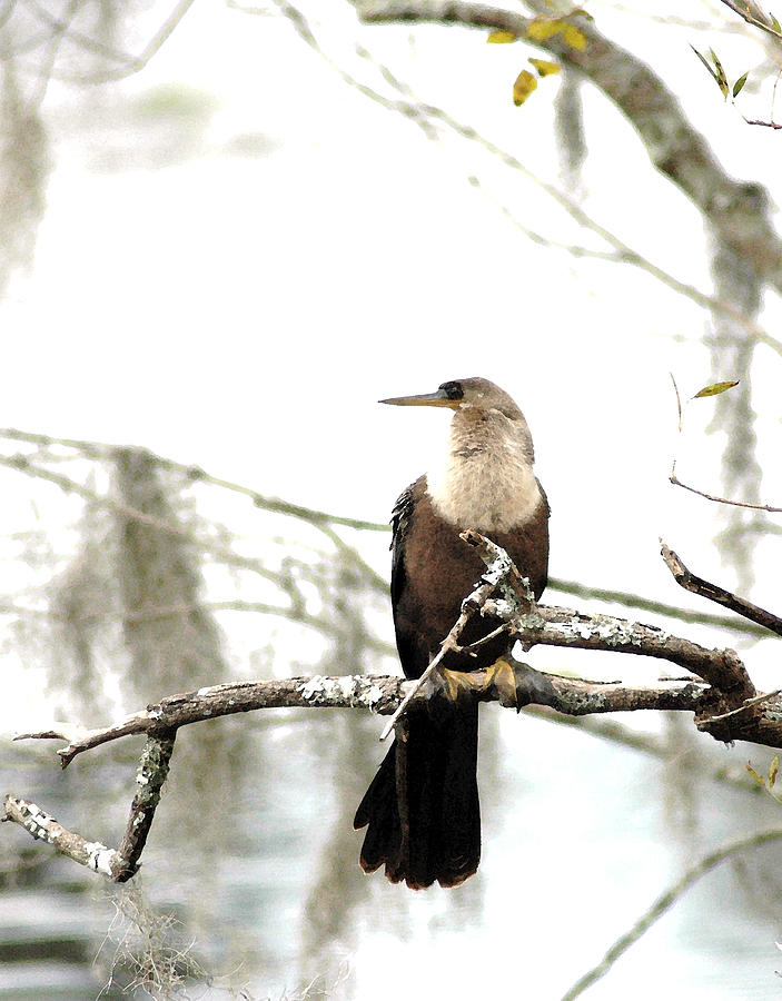 Anhinga Digital Art - Anhinga on a Misty Morning DA by Norman Johnson Anhinga Digital Art - Anhinga on a Misty Morning DA by Norman Johnson