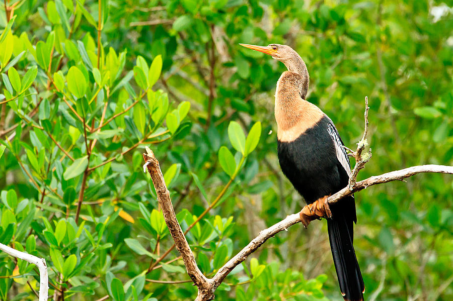 Anhinga Perched Photograph by Ben Graham
